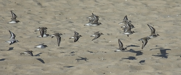 Mustajalkatylli, Kentish Plover, Charadrius alexandrinus